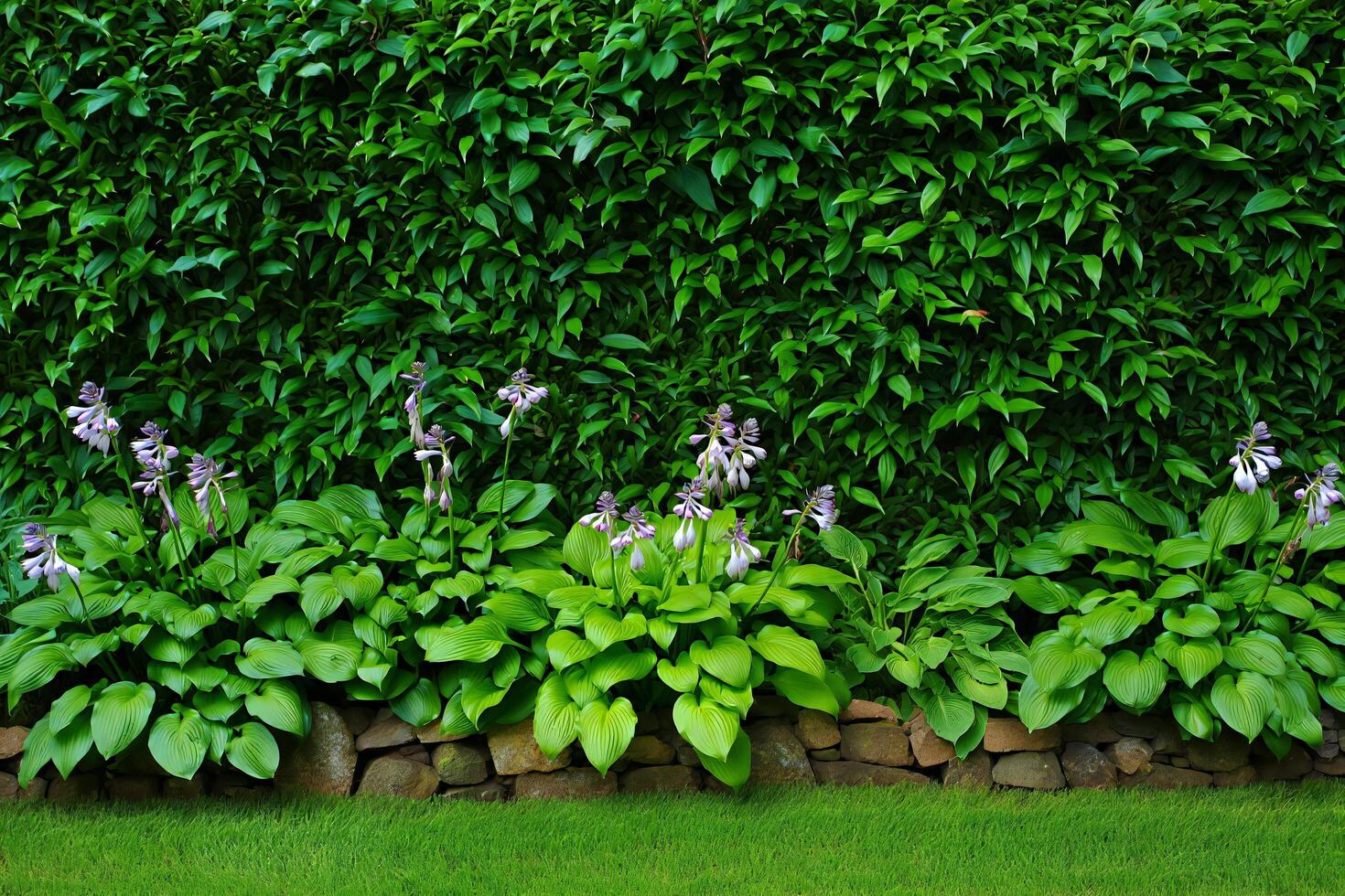 Flowers Background Lush Hosta Garden Border with Blooming Flowers and Green Hedge Background photo