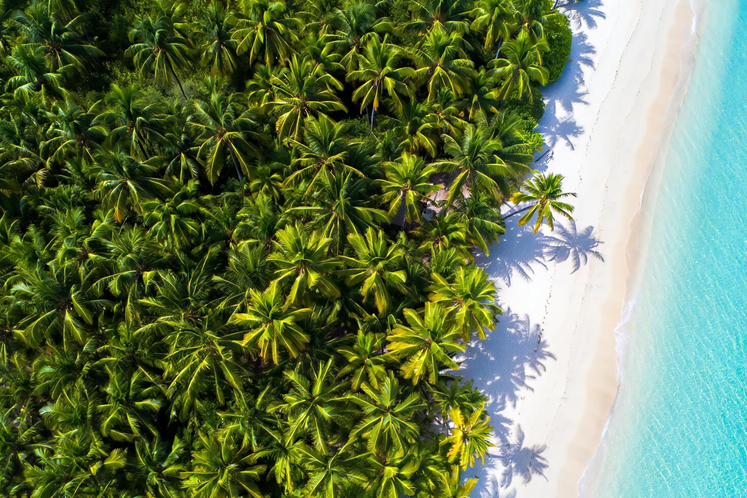 Beach Background Lush Tropical Palm Trees Bordering Pristine White Sand Beach and Turquoise Ocean Aerial View photo