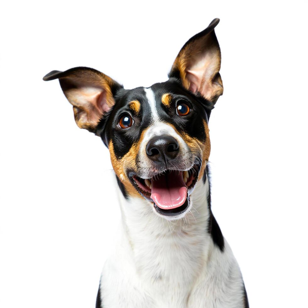 Dog Background Happy tricolor Basenji dog portrait playful pet joyful canine white background photo