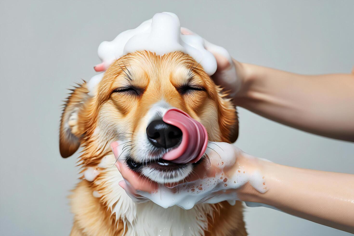 Dog Background Adorable Corgi Dog Getting a Bubble Bath Happy Puppy Shower Time Pet Grooming photo