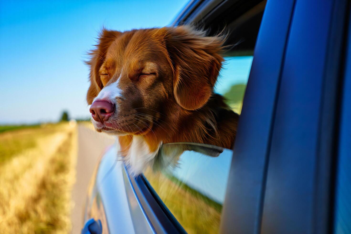 Dog Background Happy Dog Enjoying a Car Ride Head Out Window Summer Trip photo