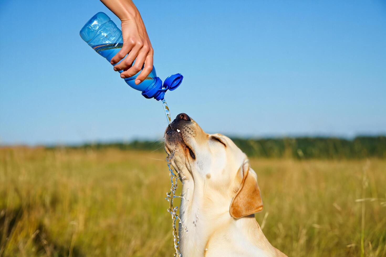 Dog Background Thirsty Labrador Retriever Dog Drinking Water Outdoors from Bottle in Summer Field photo