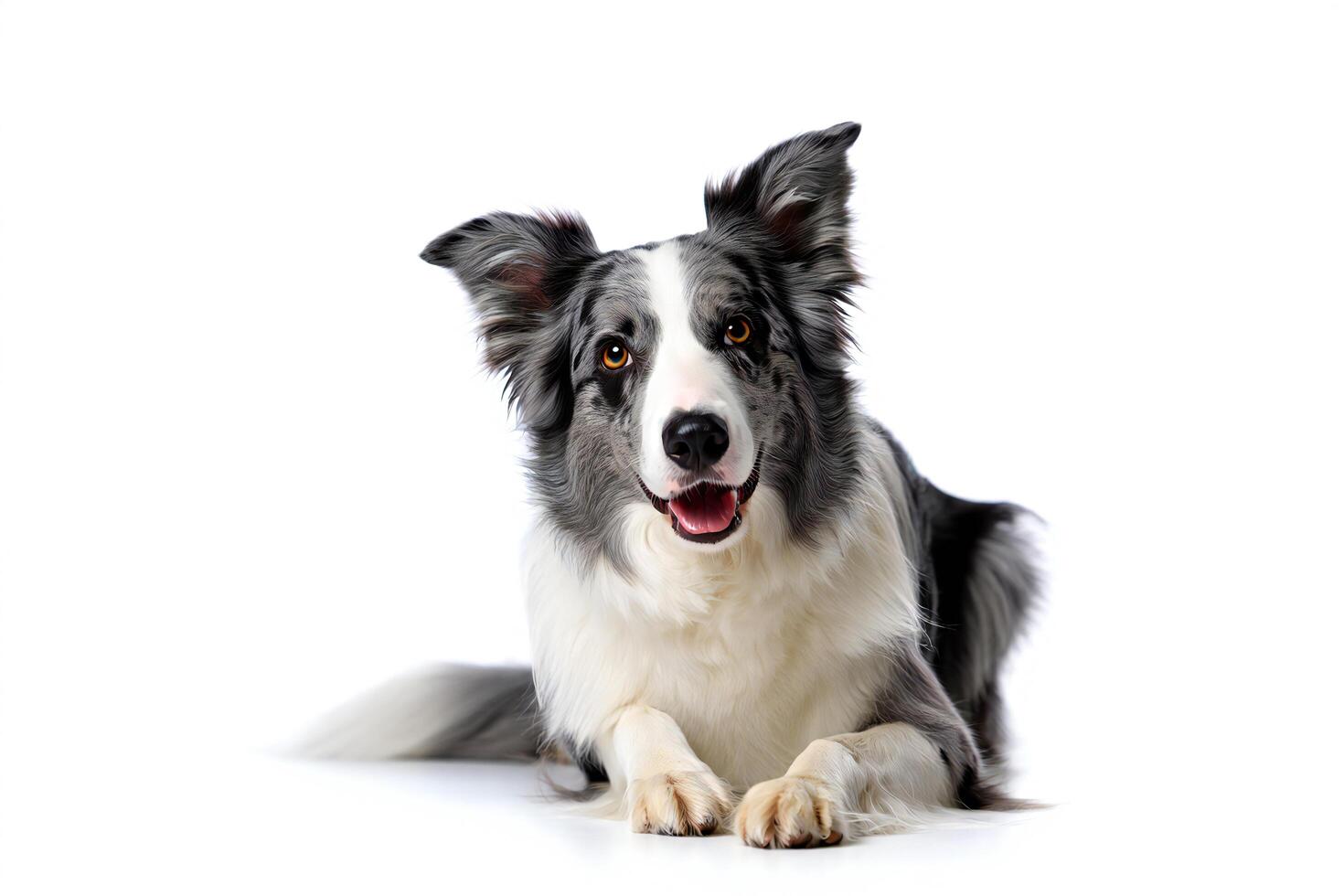 Dog Background Happy Blue Merle Border Collie Dog Lying Down Studio Shot White Background photo