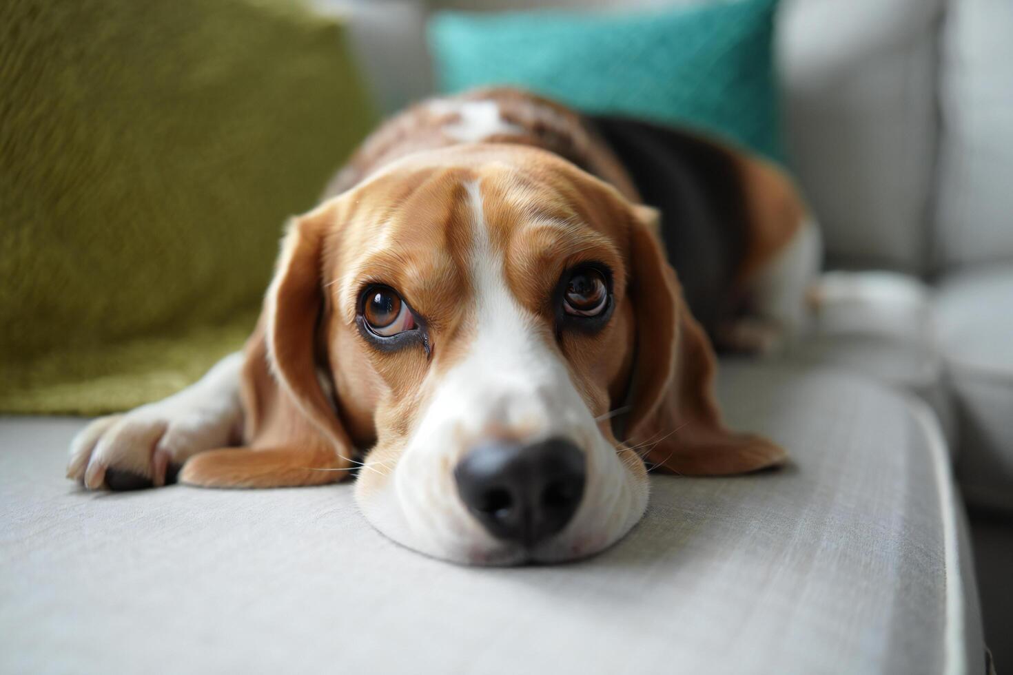 Dog Background Adorable Beagle Dog Relaxing on a Sofa Close Up Portrait photo