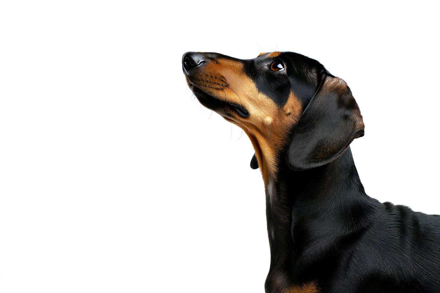 Dog Background Adorable Black and Tan Dachshund Dog Looking Up Studio Shot White Background photo