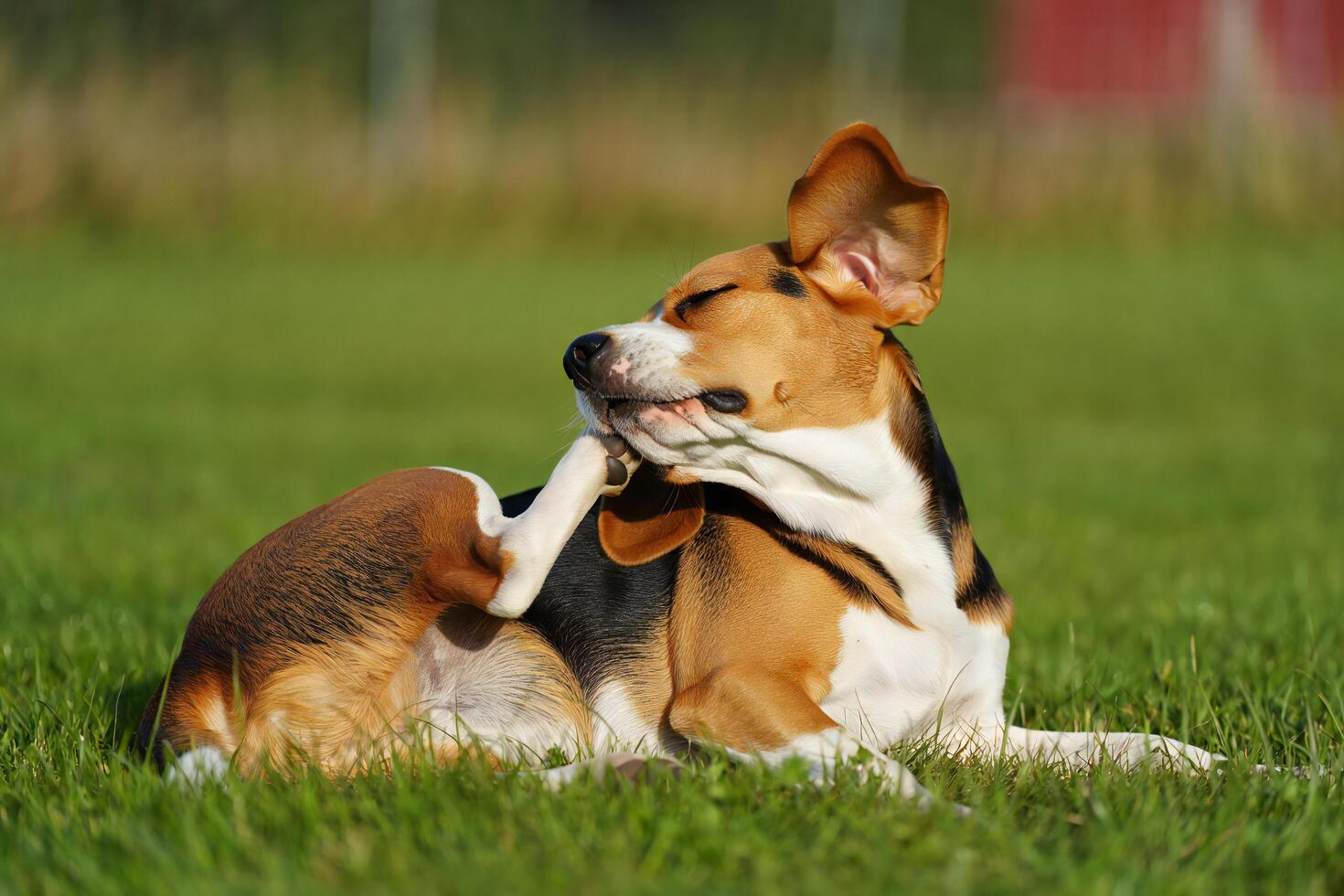 Dog Background Adorable Beagle Dog Scratching Itself on Green Grass Outdoors photo