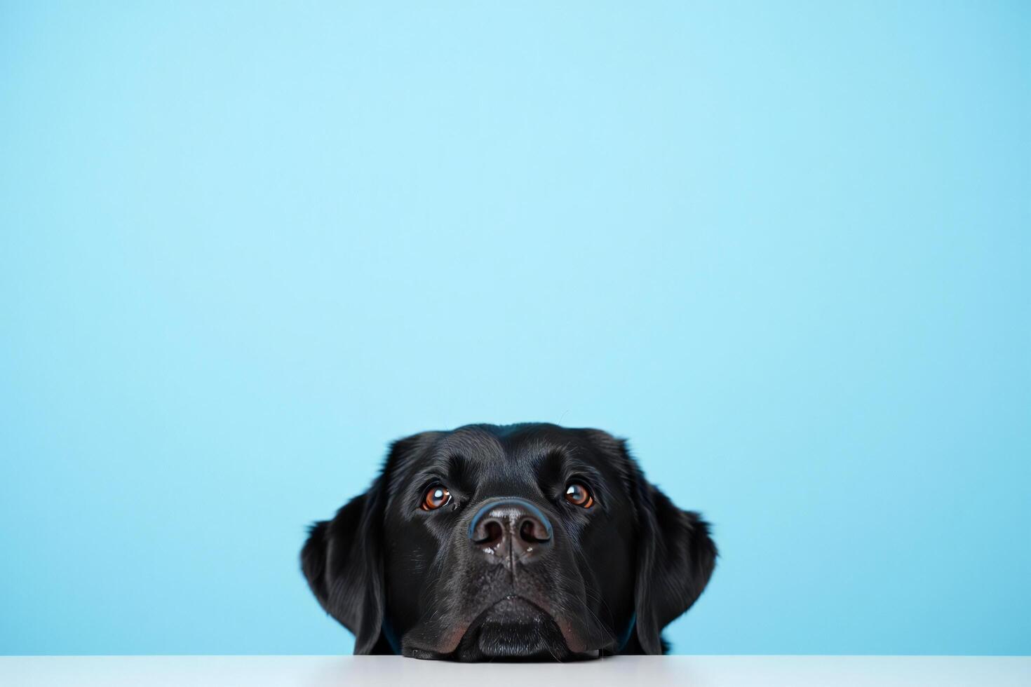 Dog Background Curious Black Labrador Retriever Dog Peeking Over a White Surface Against a Light Blue Background photo