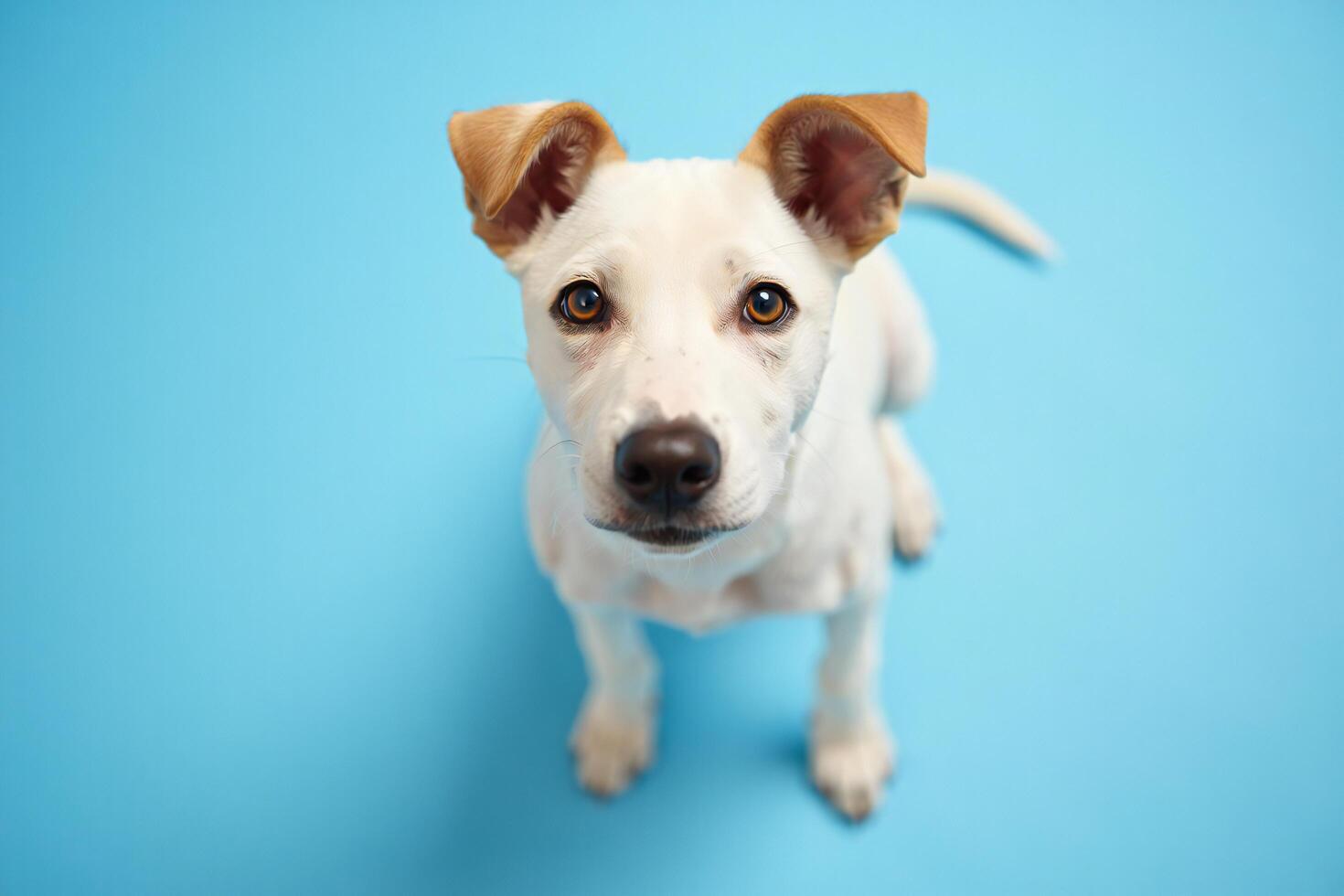 Dog Background Adorable White Puppy with Tan Ears Sitting on Blue Background Pet Portrait Photography photo