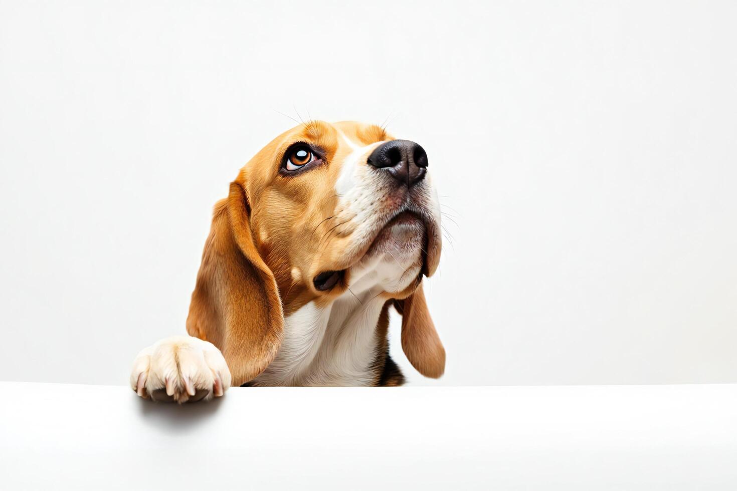 Dog Background Adorable Beagle Dog Peeking Over White Banner Curious Expression Studio Shot photo
