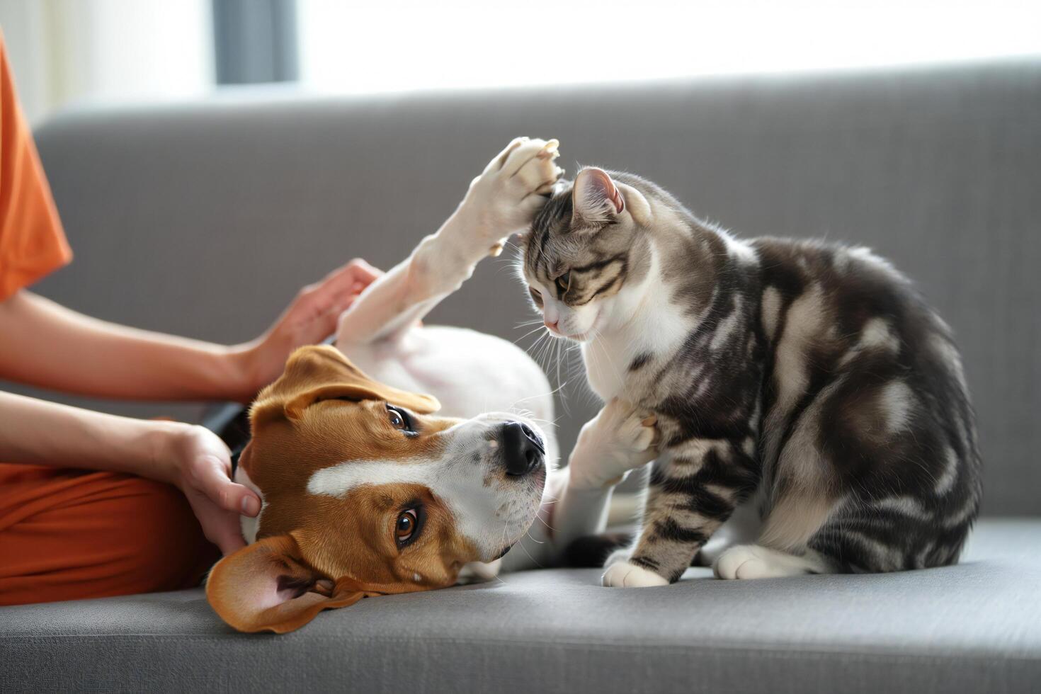 Dog Background Adorable Beagle Dog and American Shorthair Cat Playing Together on a Grey Sofa photo