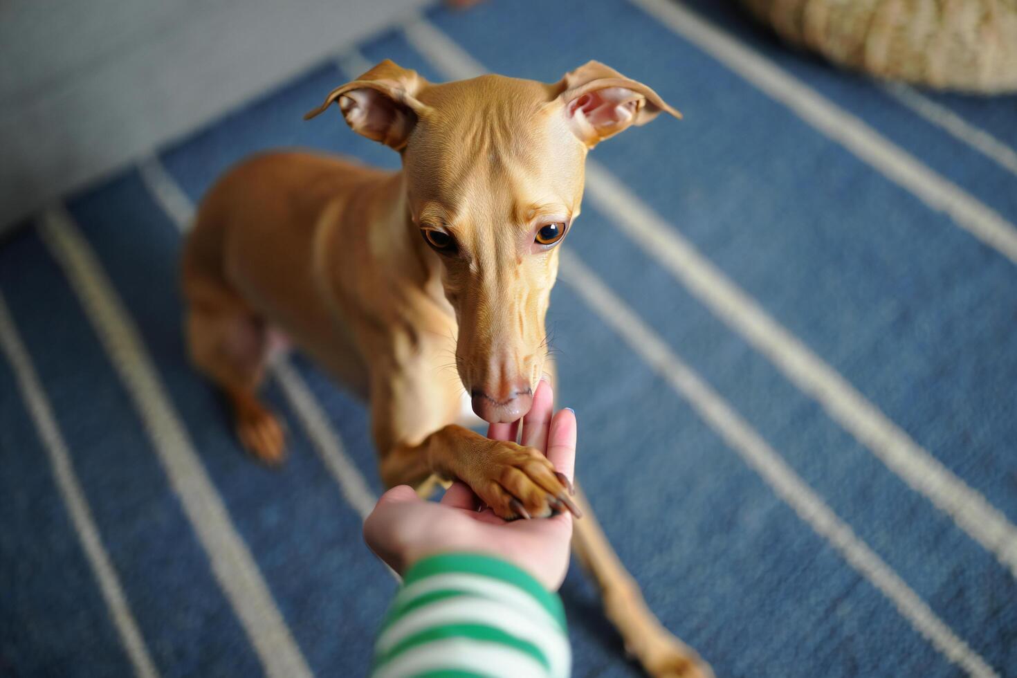 Dog Background Adorable Italian Greyhound Puppy Giving Paw Indoor Pet Dog Friendship photo