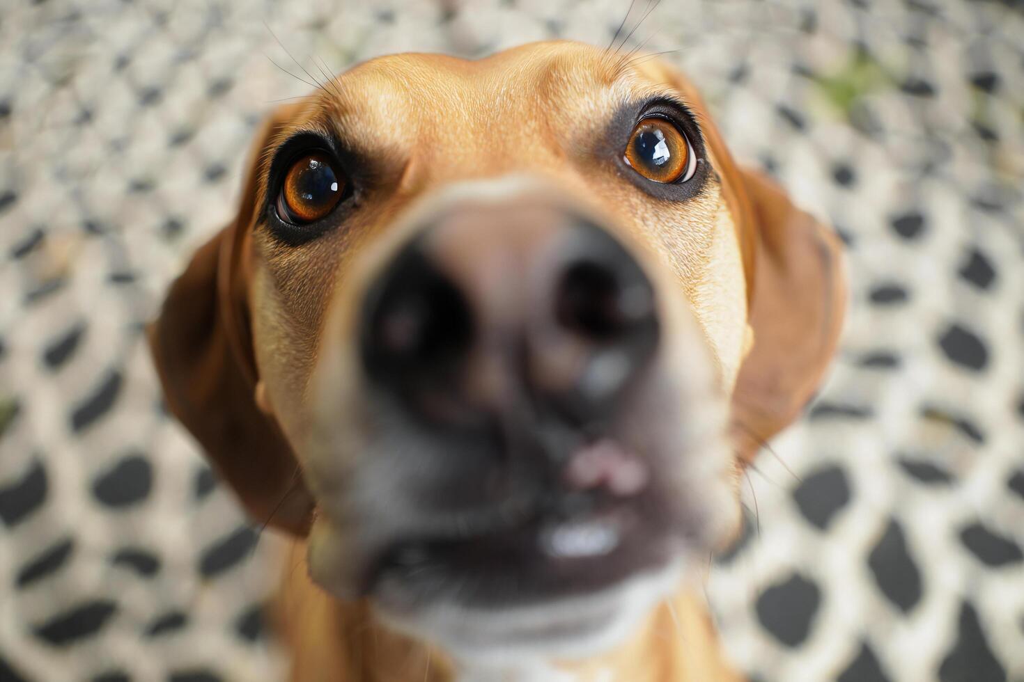 Dog Background Close Up Portrait of a Curious Brown Dog Big Eyes Focus on Nose and Eyes photo