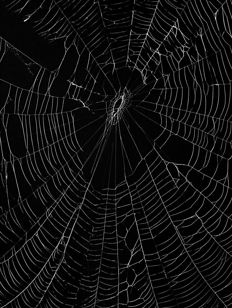 Halloween Background Intricate Spiderweb Texture Black and White Detailed Macro Photography of a Damaged Web photo