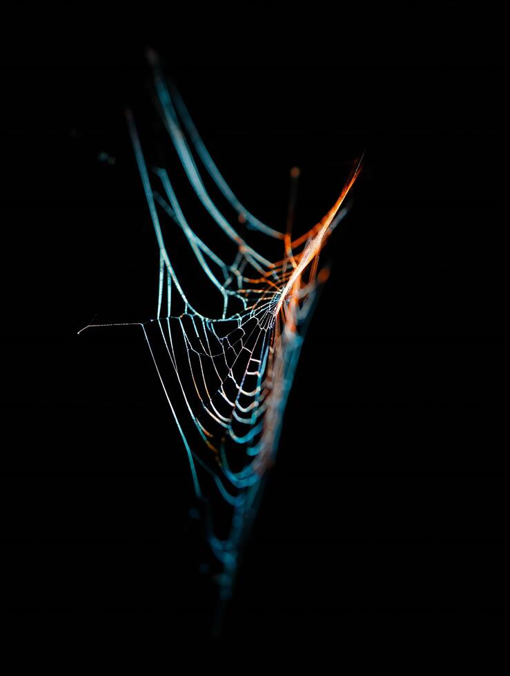 Halloween Background Intricate Spiderweb Detail Illuminated Threads Night Nature Macro Photography photo