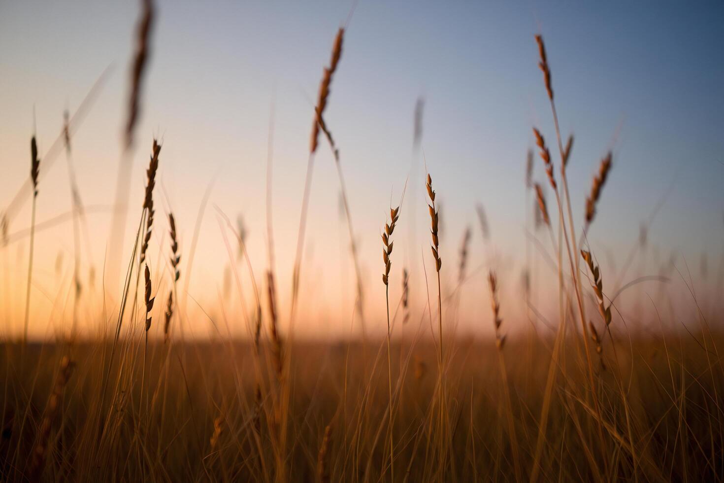 Nature Background Golden Hour Meadow Serene Sunset Landscape with Tall Grass and Wheat photo