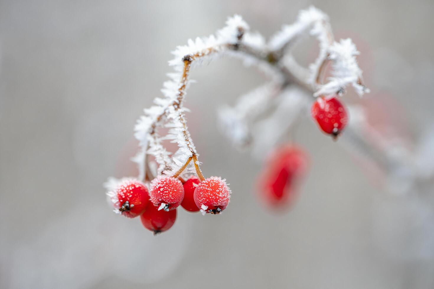 Nature Background Frosty Winter Berries Red Cranberries on a Frosted Branch in Winter photo