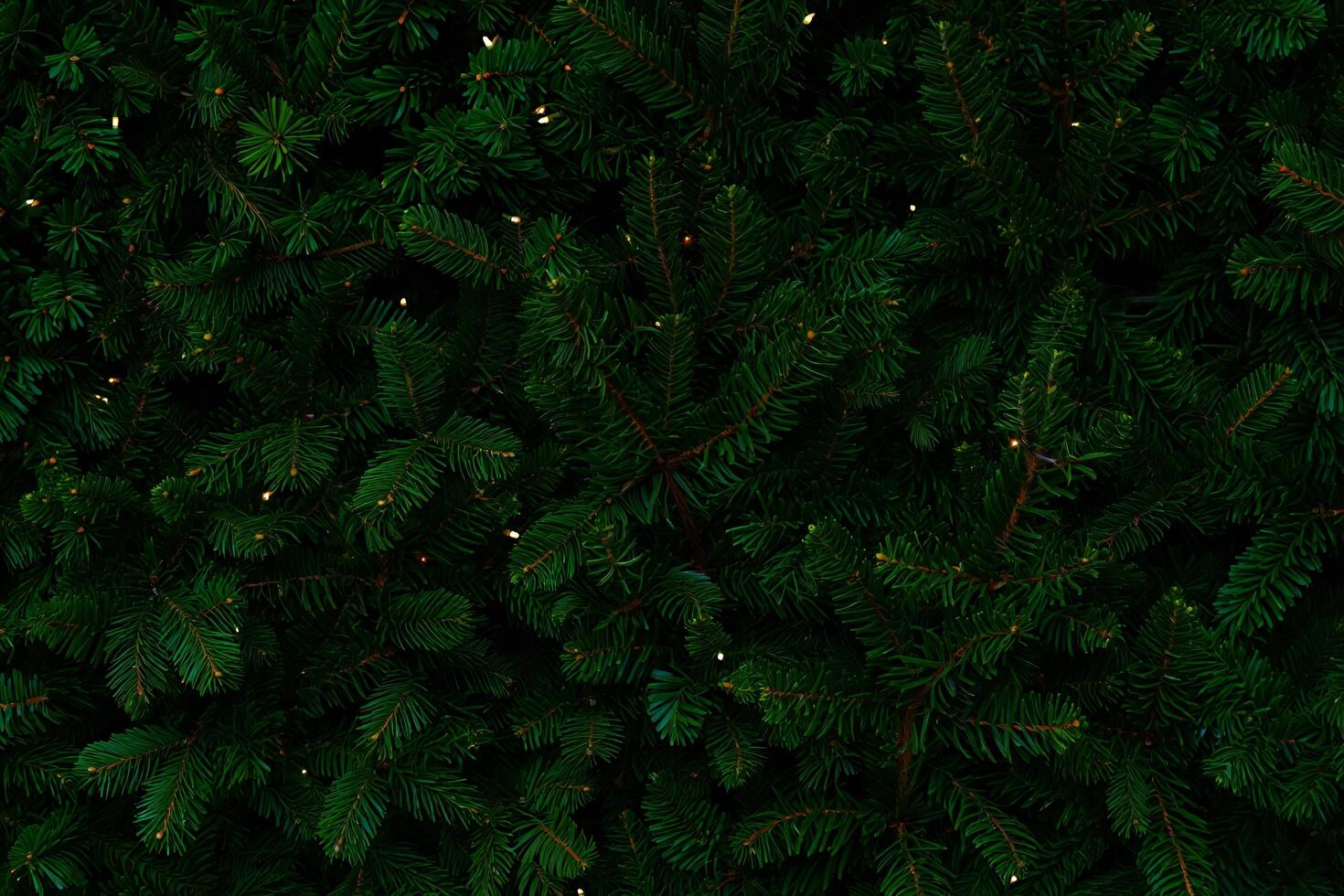 Nature Background Lush Green Christmas Tree Branches with Warm Fairy Lights Background Texture photo