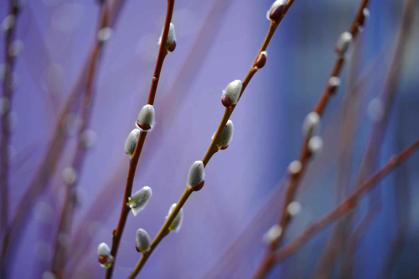 Nature Background Delicate Spring Willow Branches with Fuzzy Buds Nature Macro Photography photo