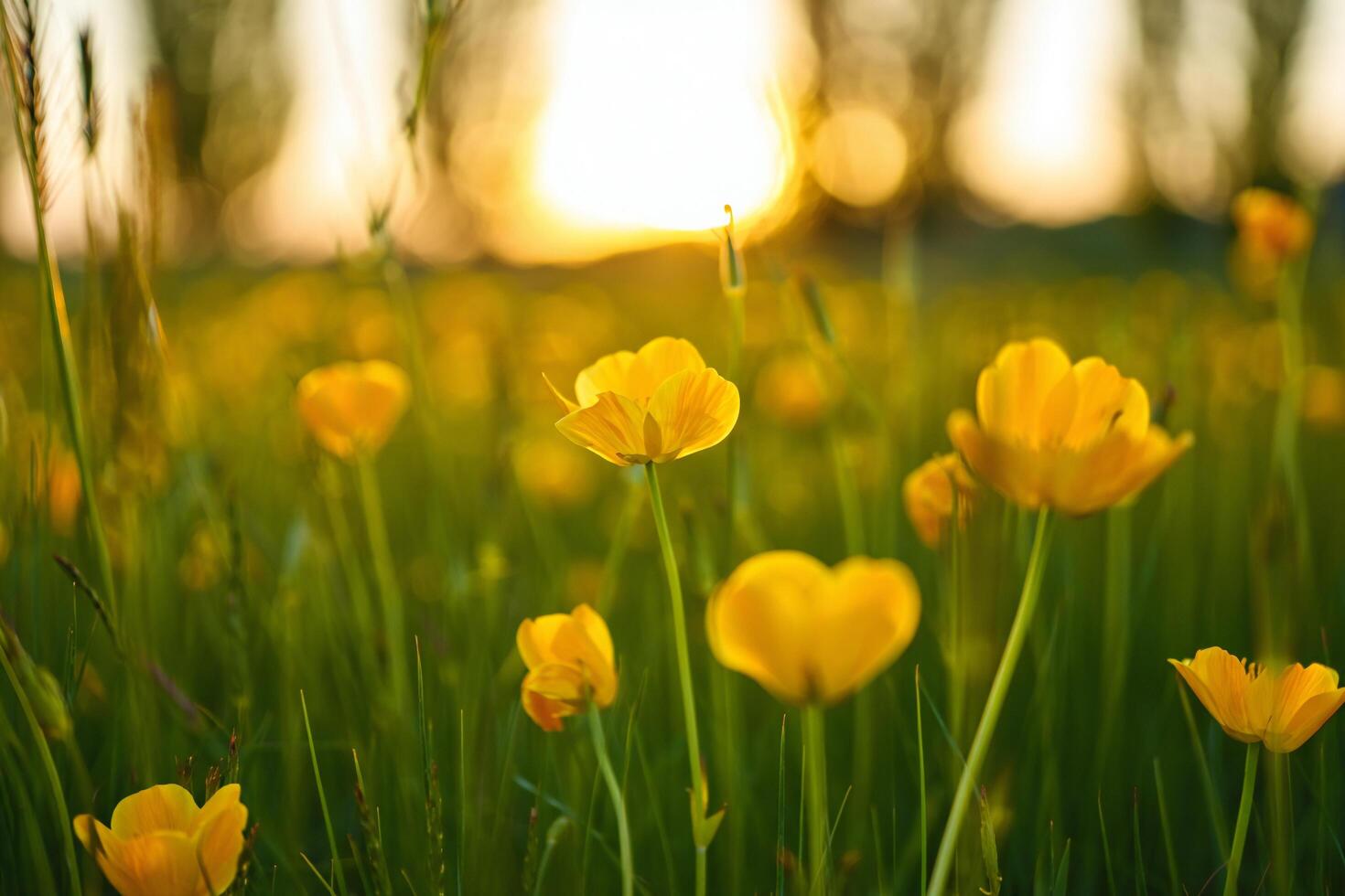 Nature Background Vibrant Yellow Flowers in Sunset Meadow Summer Nature Scene photo
