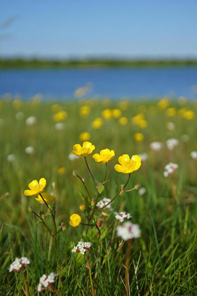 Nature Background Vibrant Yellow Buttercups Blooming in a Sunny Meadow near a Lake photo