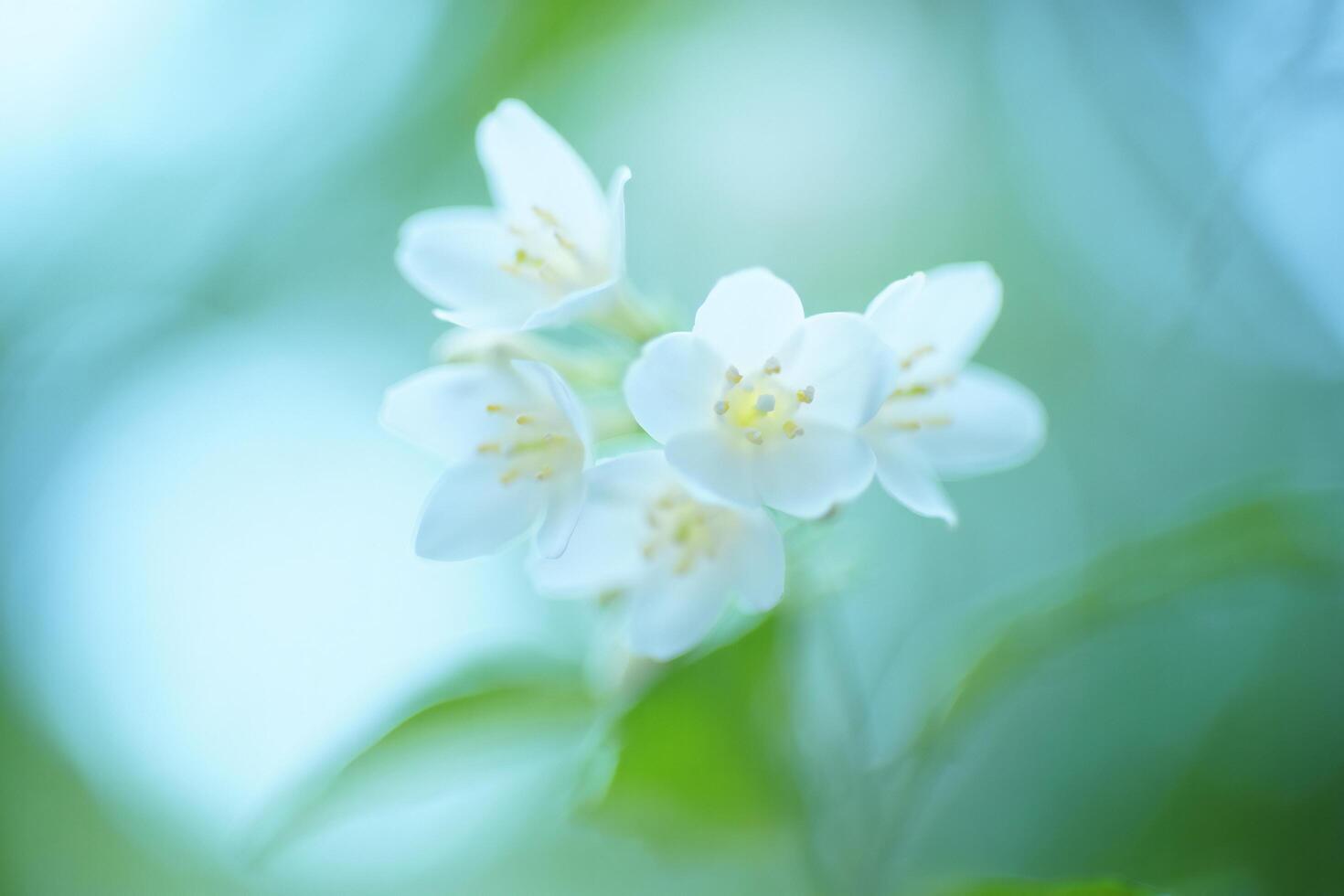 Nature Background Delicate White Flowers Soft Focus Spring Blossom Macro Photography photo