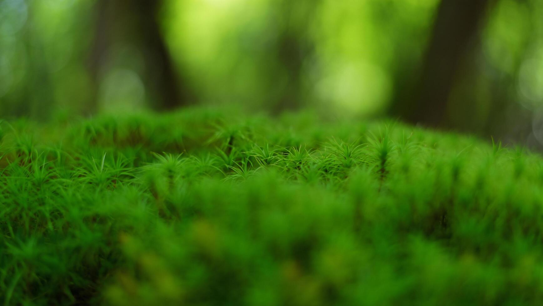 Nature Background Lush Green Moss Texture Close Up View of Vibrant Forest Moss in Nature photo