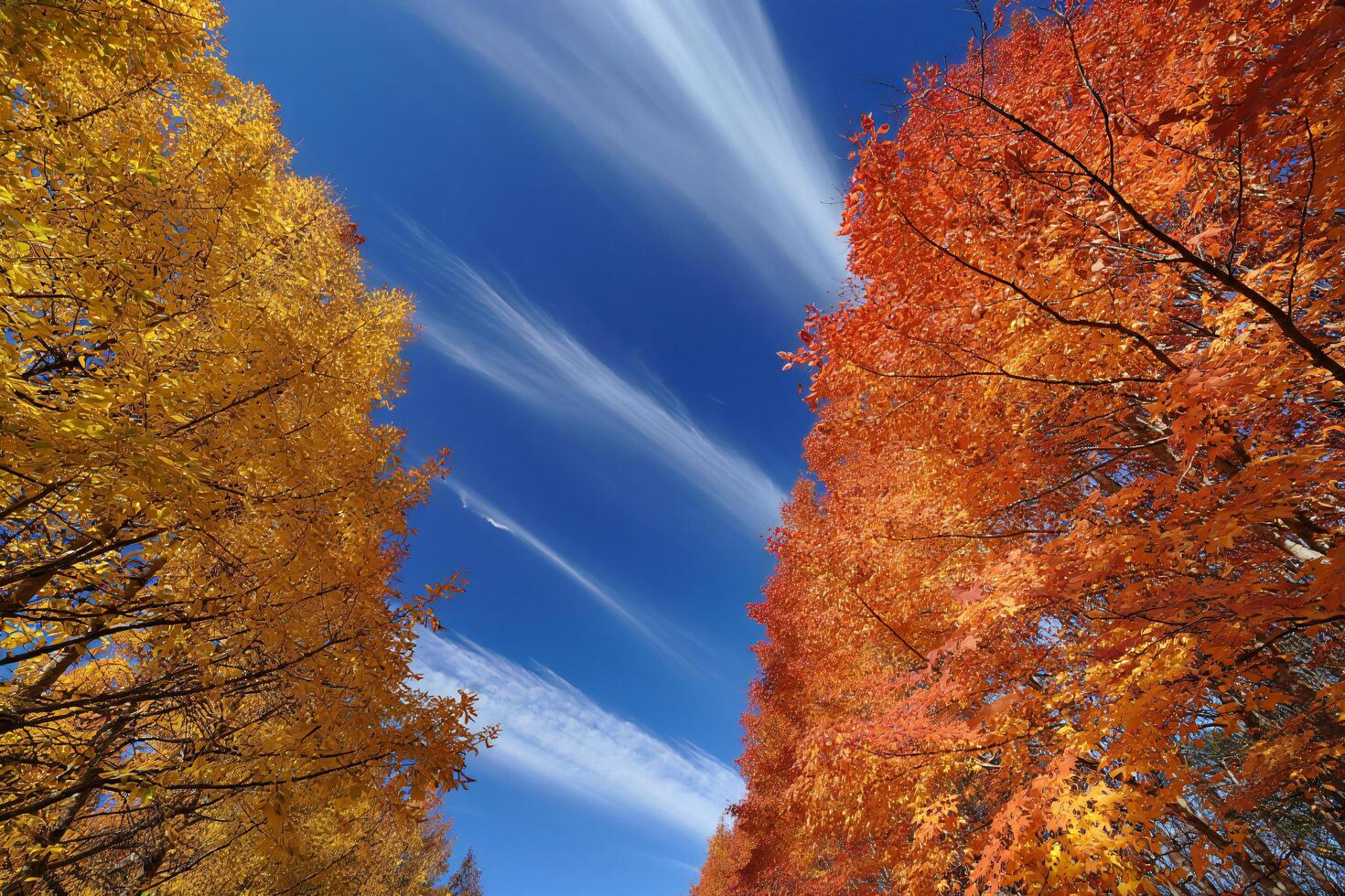 Nature Background Vibrant Autumn Foliage Golden and Red Maple Trees Against a Vivid Blue Sky with Cirrus Clouds photo