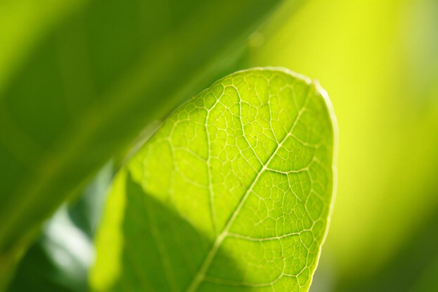Nature Background Vibrant Green Leaf Macro Photography Nature s Detailed Texture and Veins photo