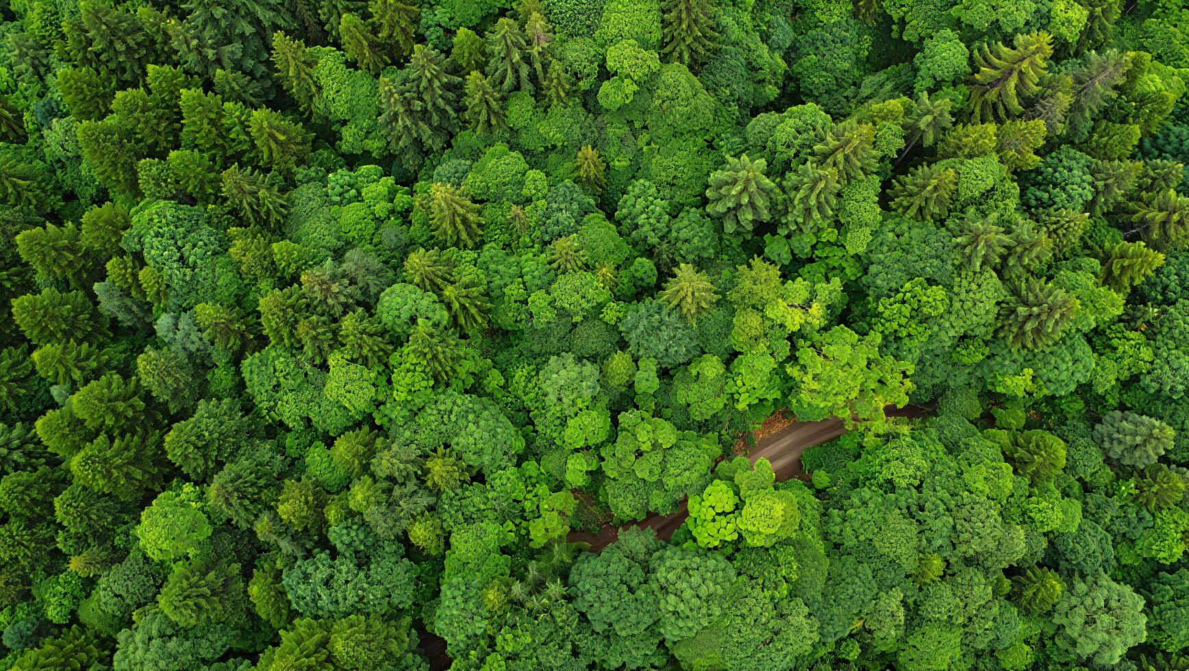 Nature Background Aerial View Lush Green Forest Canopy Summer Trees Nature Background Drone Photography photo