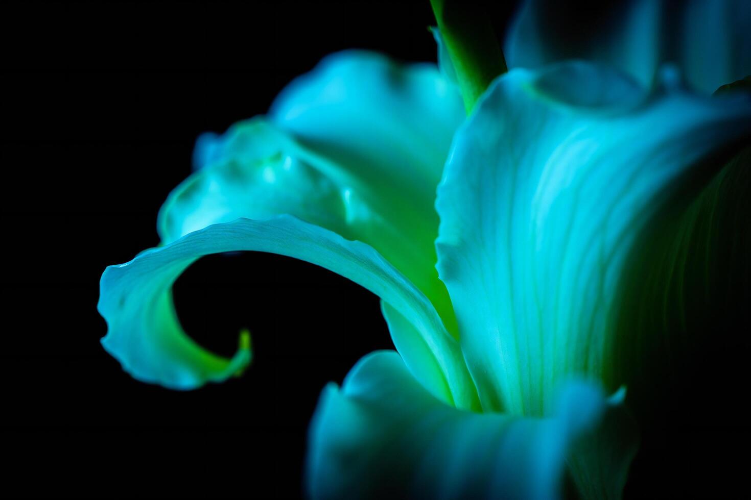 Nature Background Close up Teal Flower Petals Abstract Floral Macro Photography Nature Background photo