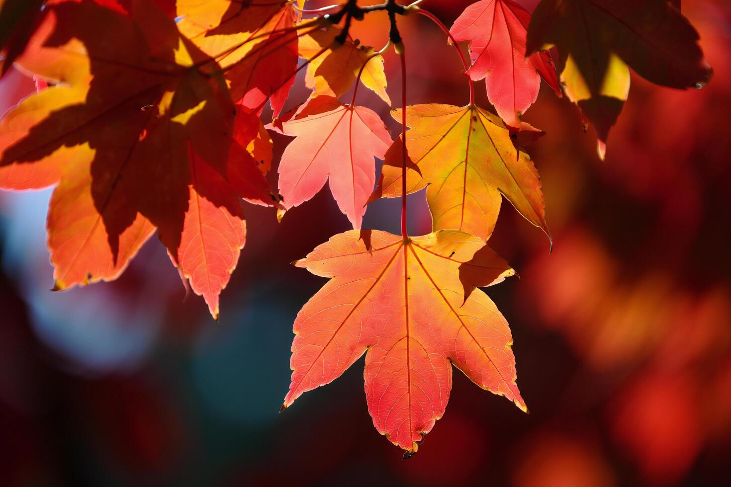 Nature Background Vibrant Autumn Maple Leaves Red and Orange Fall Foliage Nature Photography photo