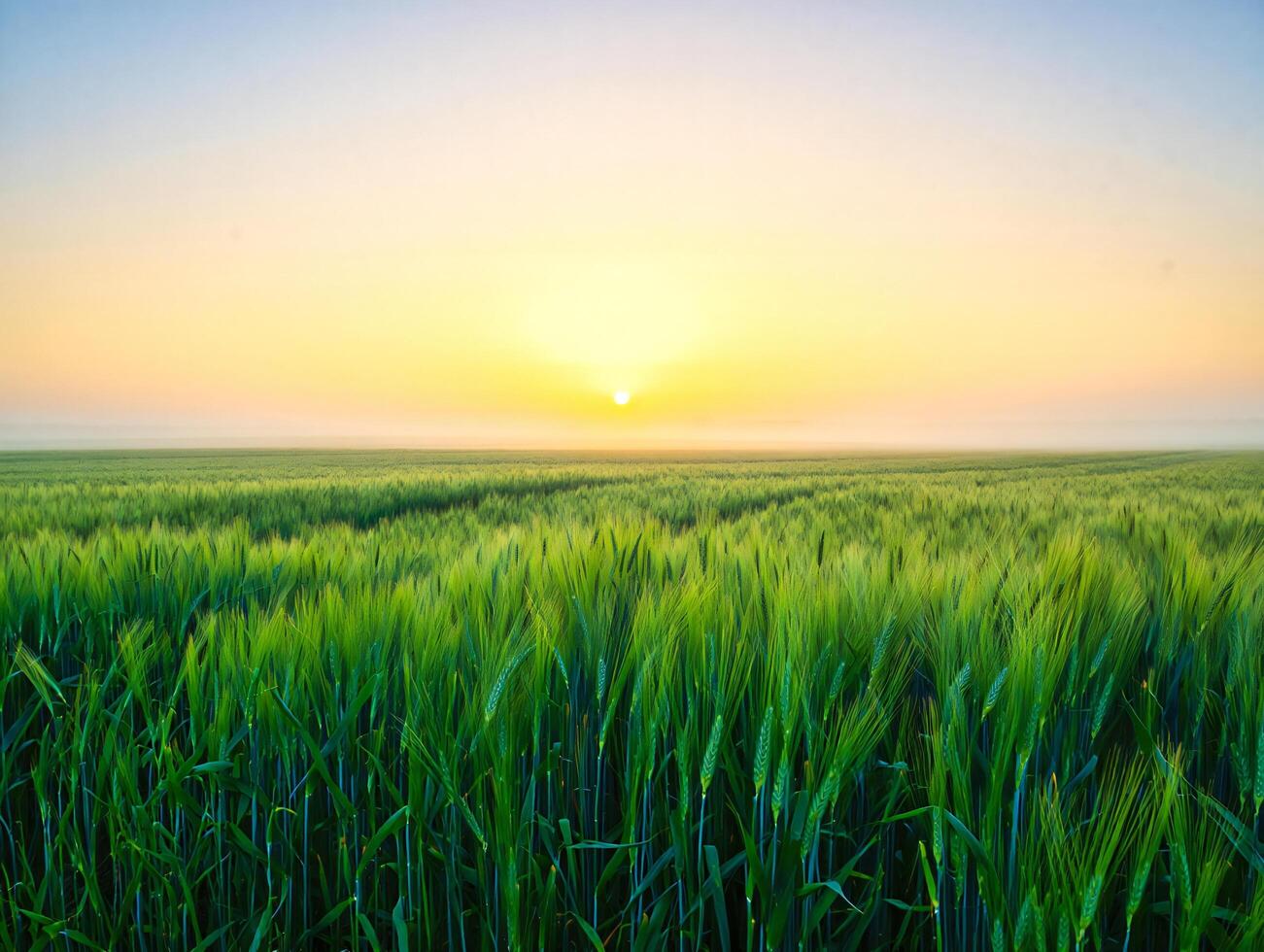 Nature Background Serene Sunrise Over Lush Green Wheat Field Vibrant Spring Landscape photo