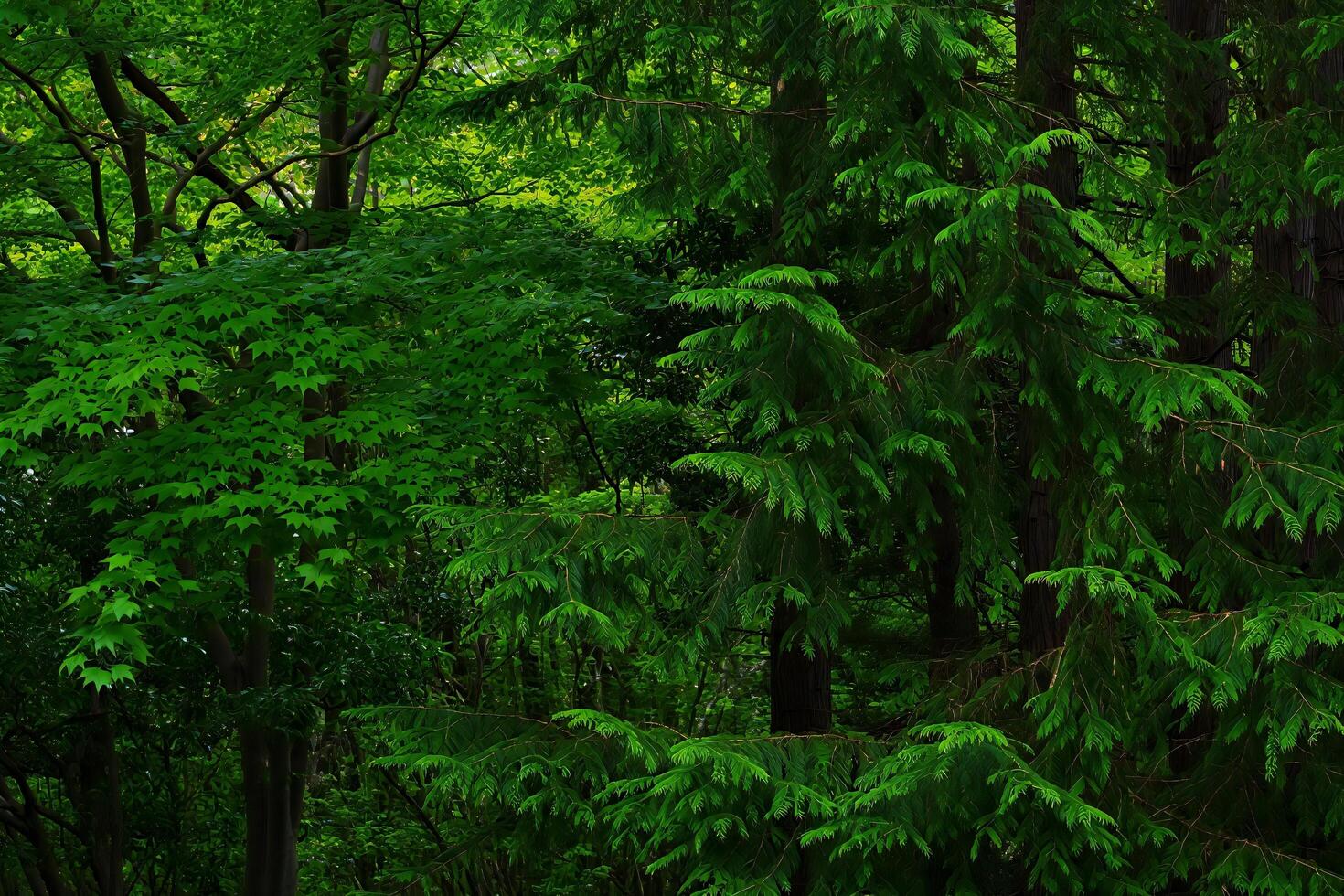 Nature Background Lush Green Forest Canopy Dense Foliage Trees Nature Background Springtime Woods Evergreen Conifer photo