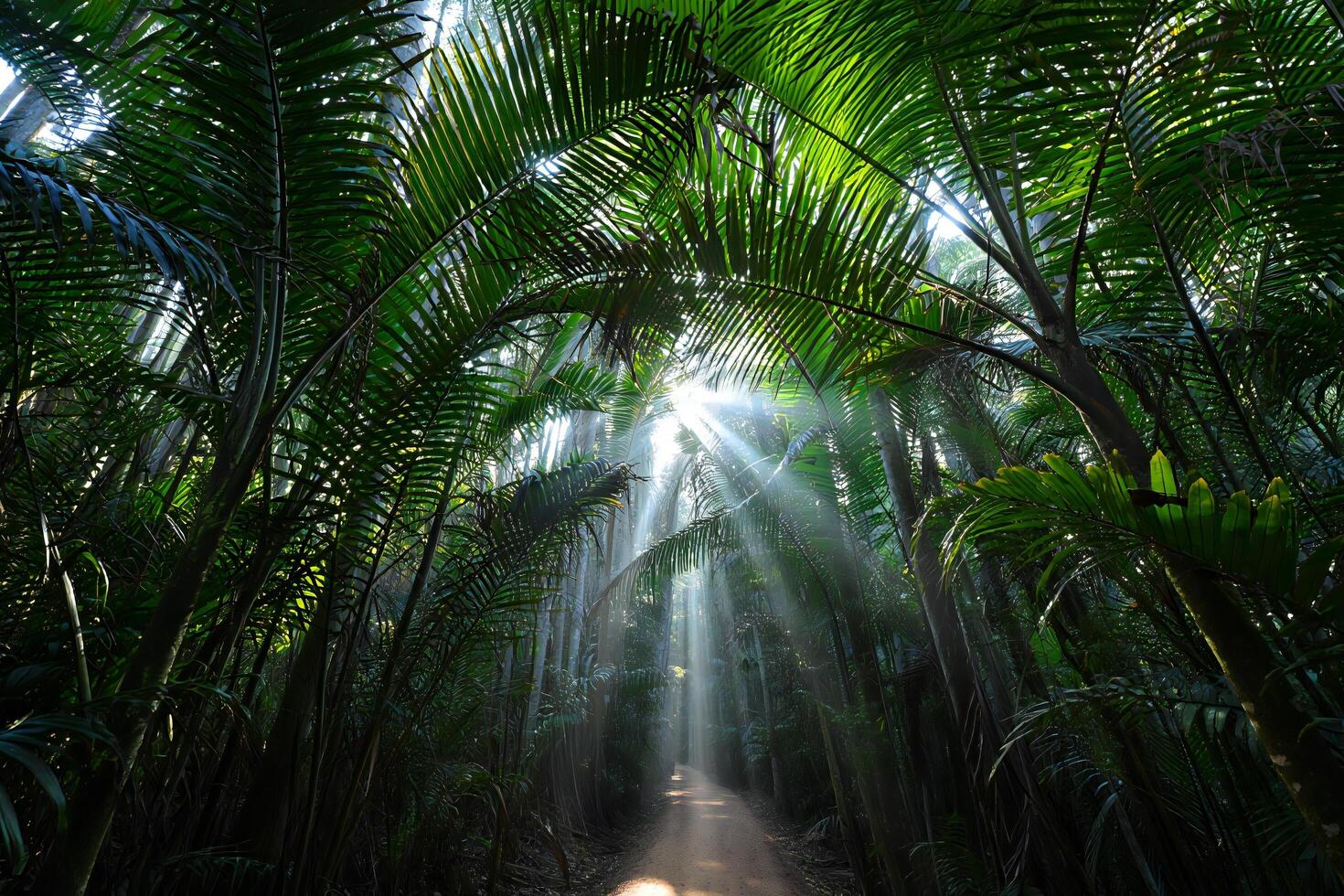 Nature Background Sunbeams Streaming Through Lush Tropical Palm Forest Path photo