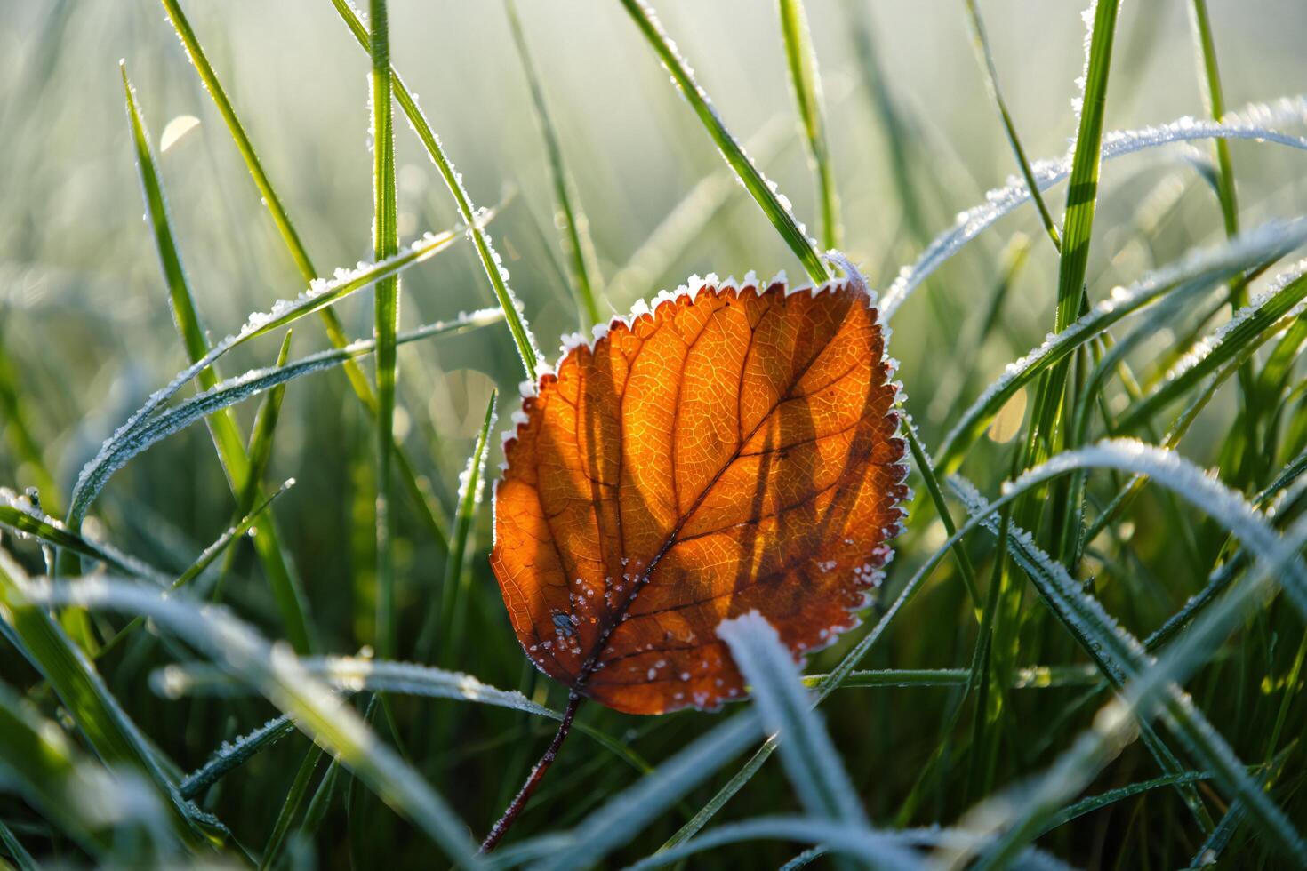 Nature Background Frosty Autumn Leaf in Grass Winter s First Frost on Nature Stunning Seasonal Image photo