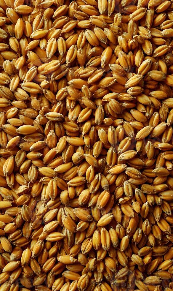 Golden grain field a bounty of harvest ready for milling or use in brewing and baking processes creating abundance photo