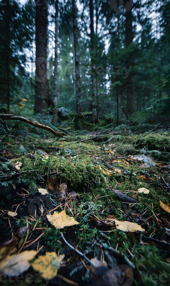 Mystical forest floor covered in moss and fallen leaves evoking tranquility and natural beauty undisturbed wilderness photo