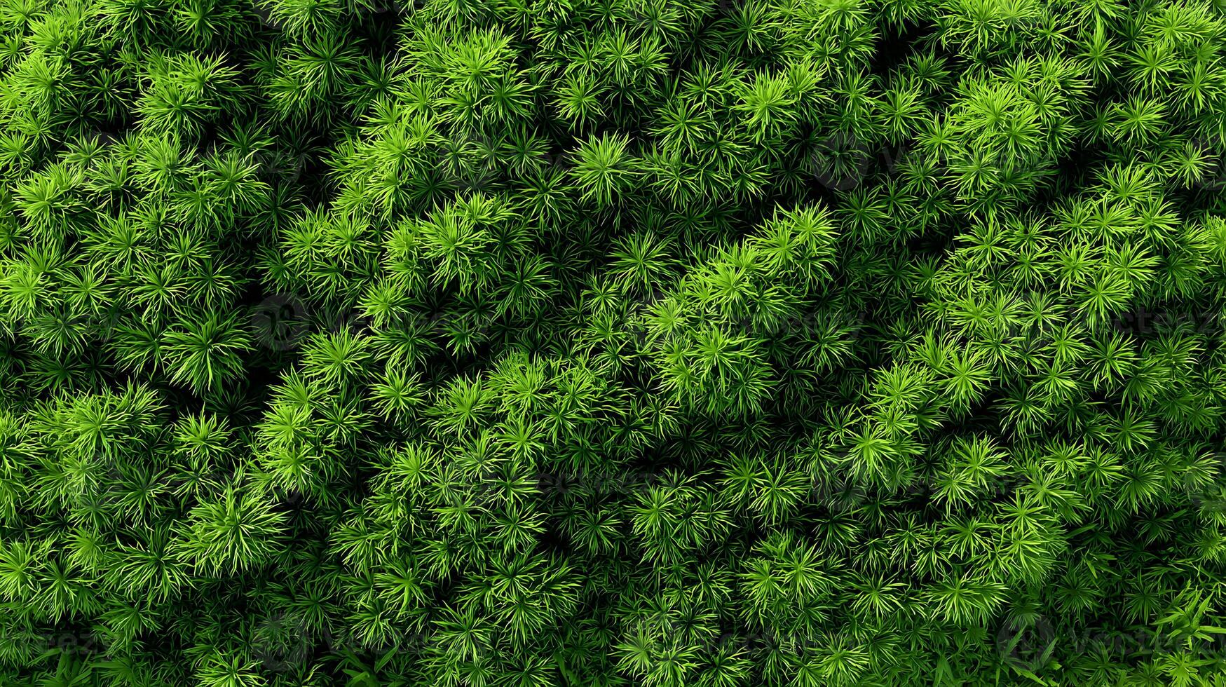 Aerial view of vivid green sphagnum moss creating a textured natural carpet of lush greenery photo