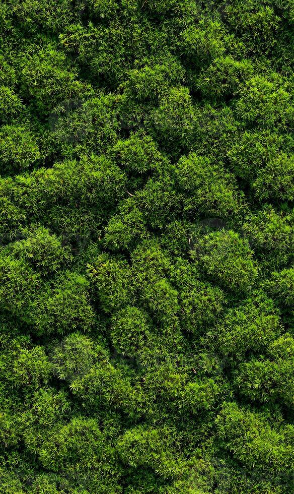 Lush Green Moss Texture Covering a Vertical Surface Creating a Natural and Organic Aesthetic for Backgrounds photo