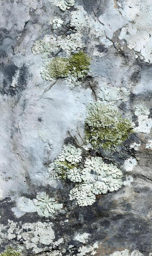 Textured rock face adorned with natural lichen formations creating a diverse and vibrant surface pattern photo