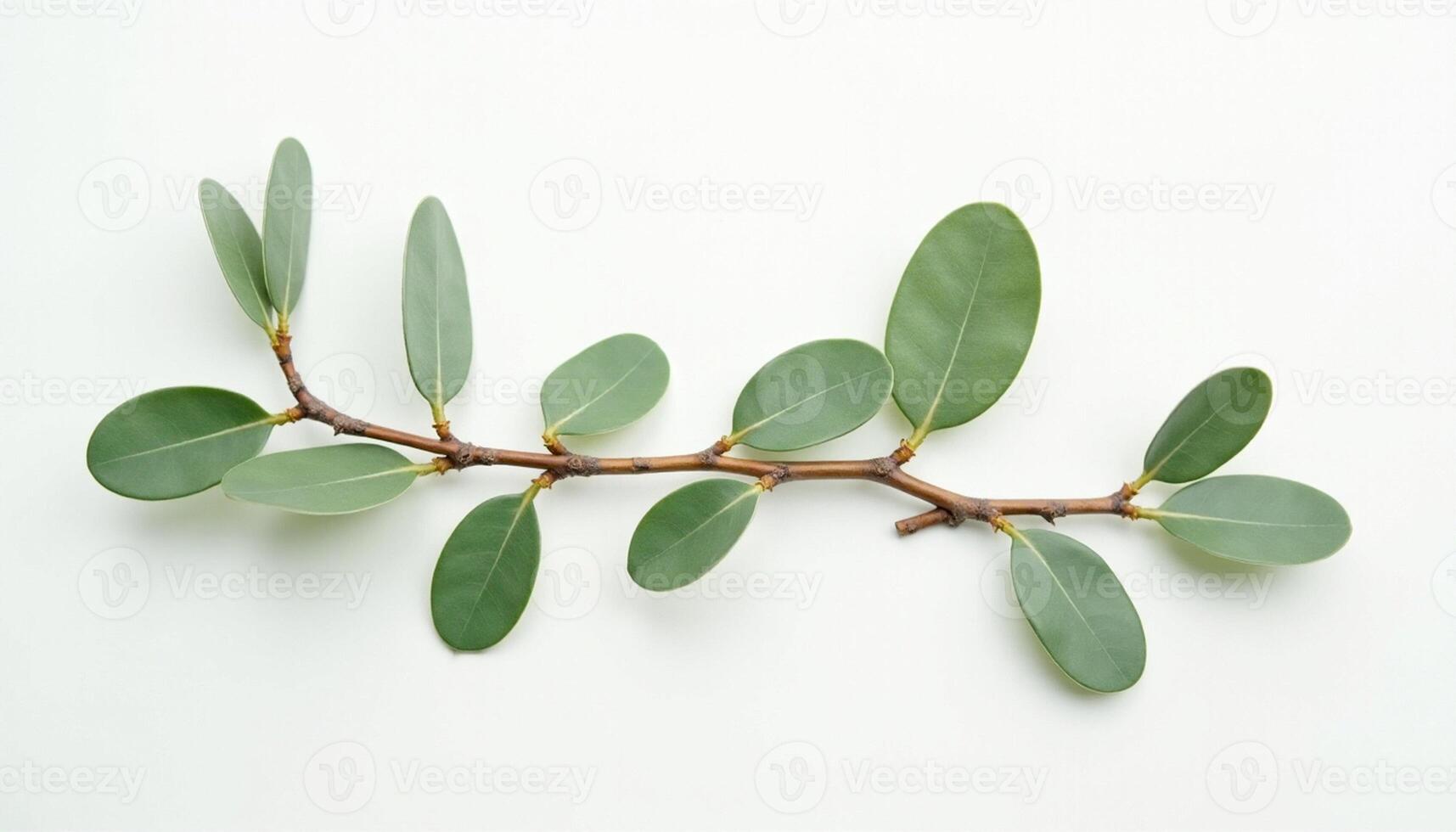 A branch of eucalyptus leaves on a white background photo