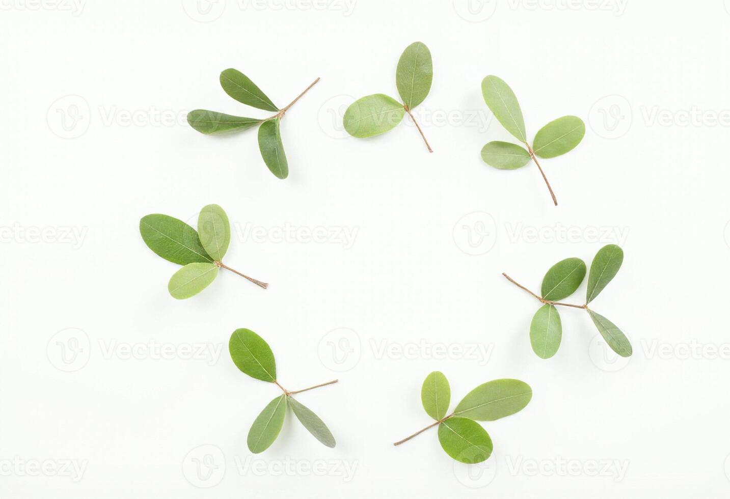 Green leaves arranged in a circle on a white background photo