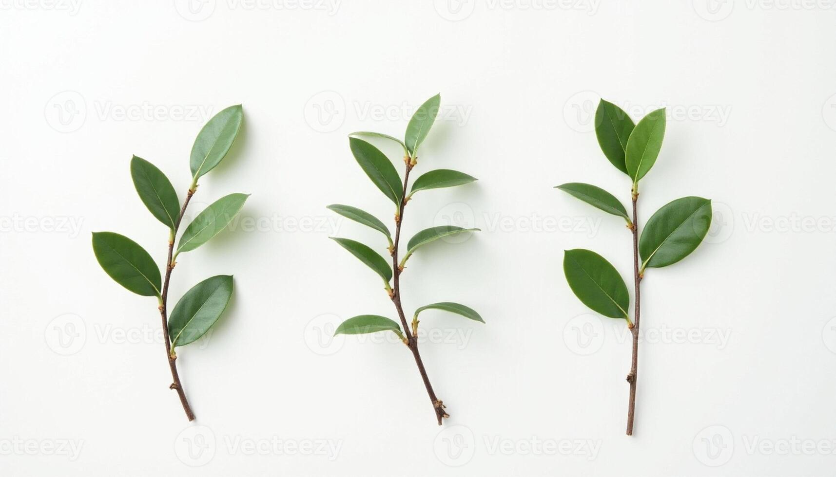 Three green leaves on a white background photo