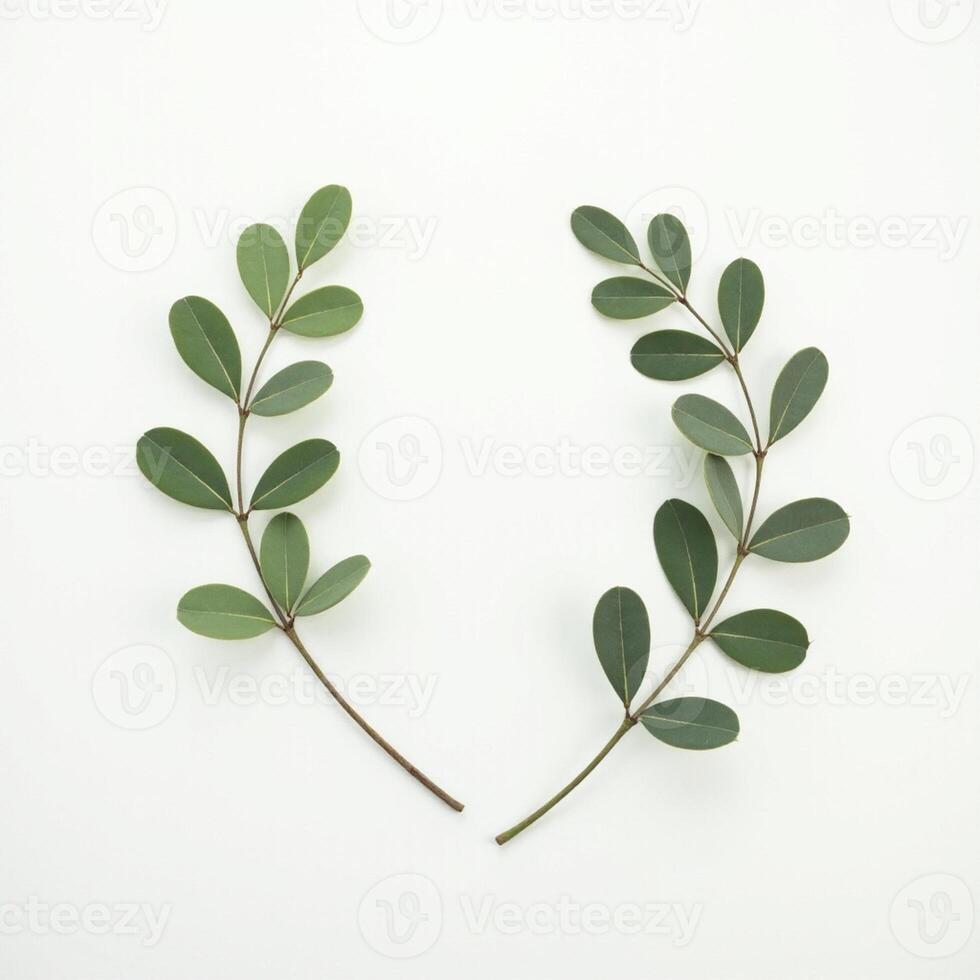 Two leaves are arranged on a white surface photo