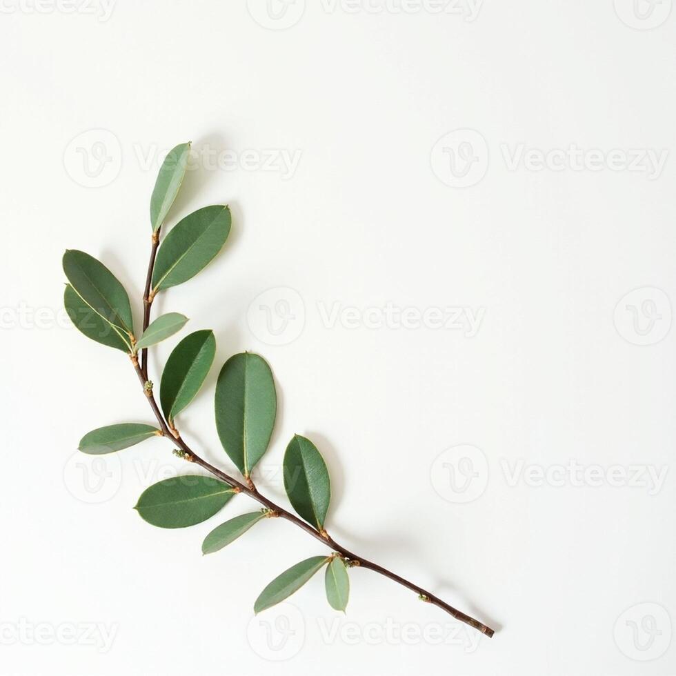 Green eucalyptus branch on white background photo