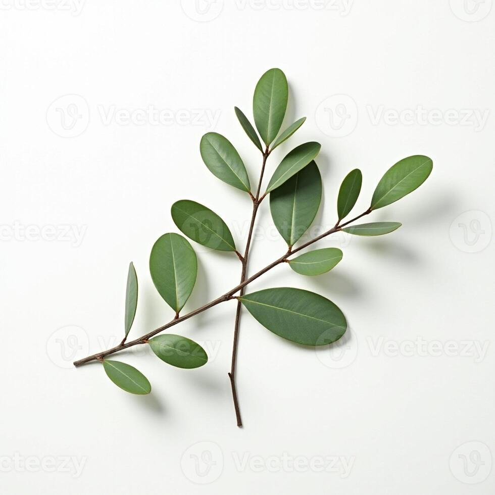 Green leaves on a white surface photo
