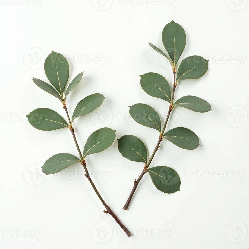 Two leaves on a white surface photo