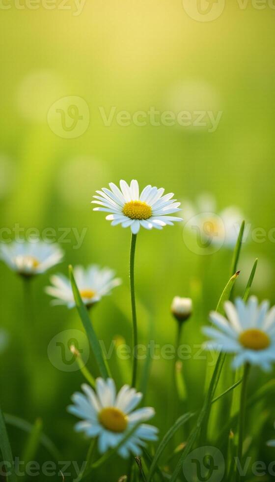 Daisies in the field with a bright sun photo
