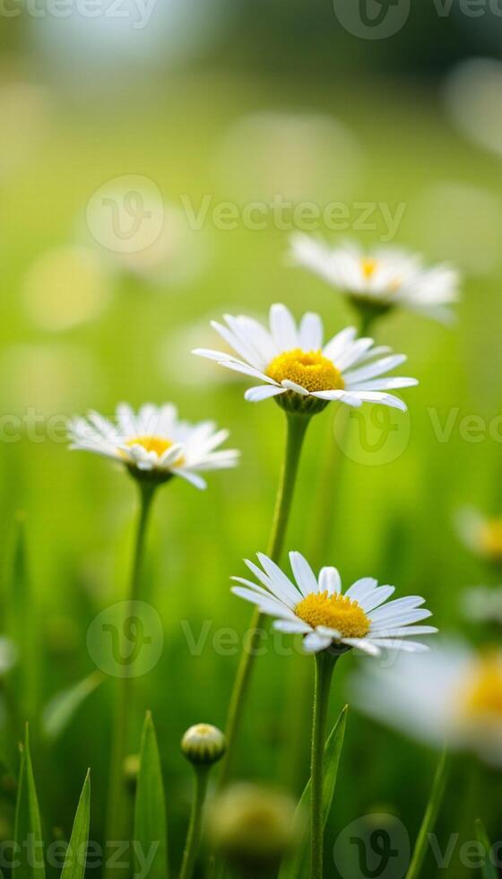 Daisies in a field with a blurry background photo