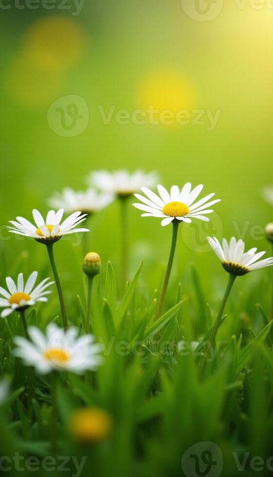 Daisies in the grass with a bright sun photo